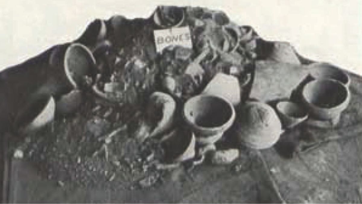 naidunia_image